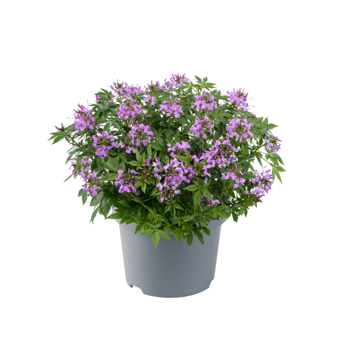 Cleome (spinbloem)