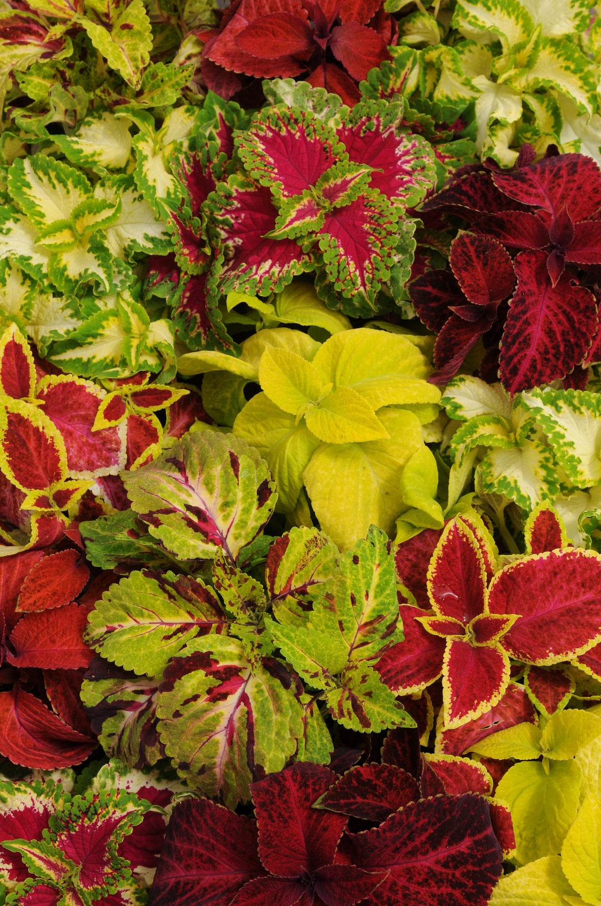 Coleus (siernetel)