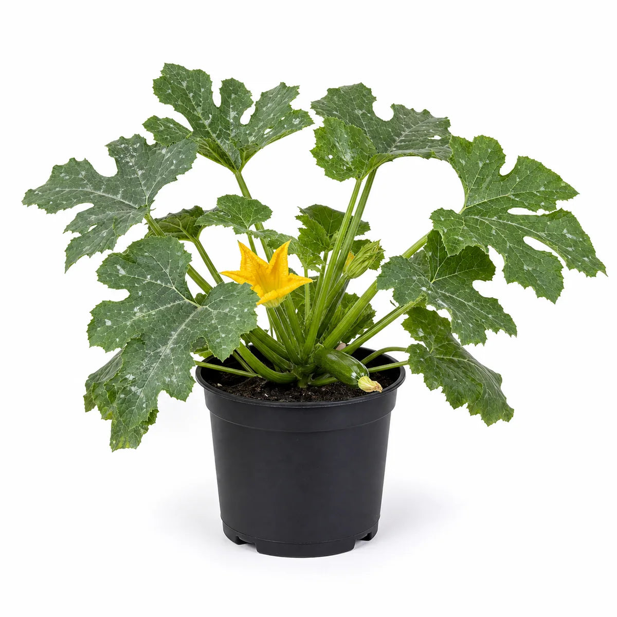 Courgette plant