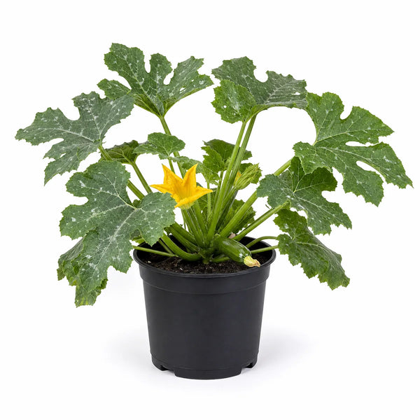 Courgette plant