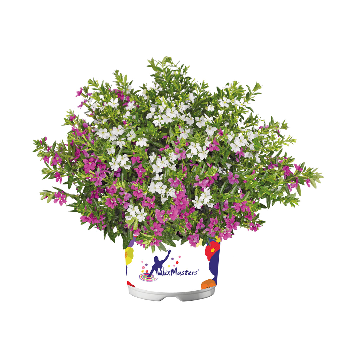 Detail van Cuphea hyssopifolia Colibri Mix