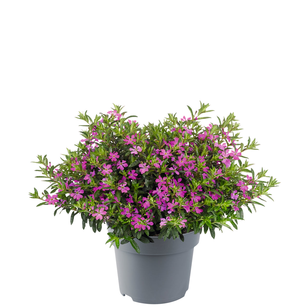 Roze Cuphea hyssopifolia Deep Pink