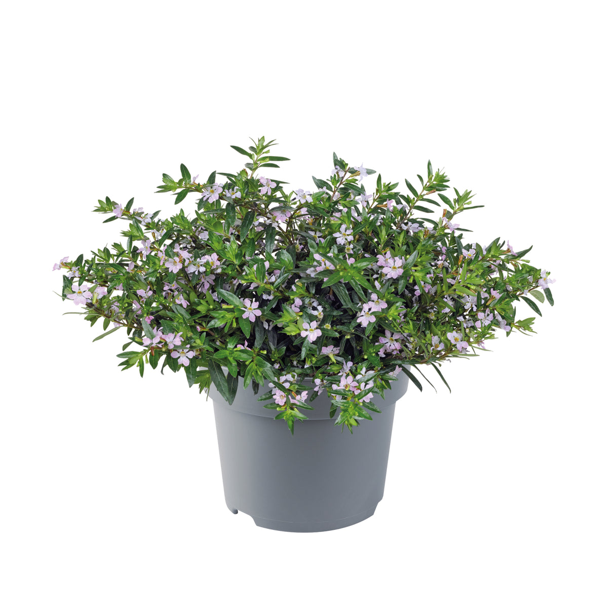 Lavendelkleurige Cuphea hyssopifolia