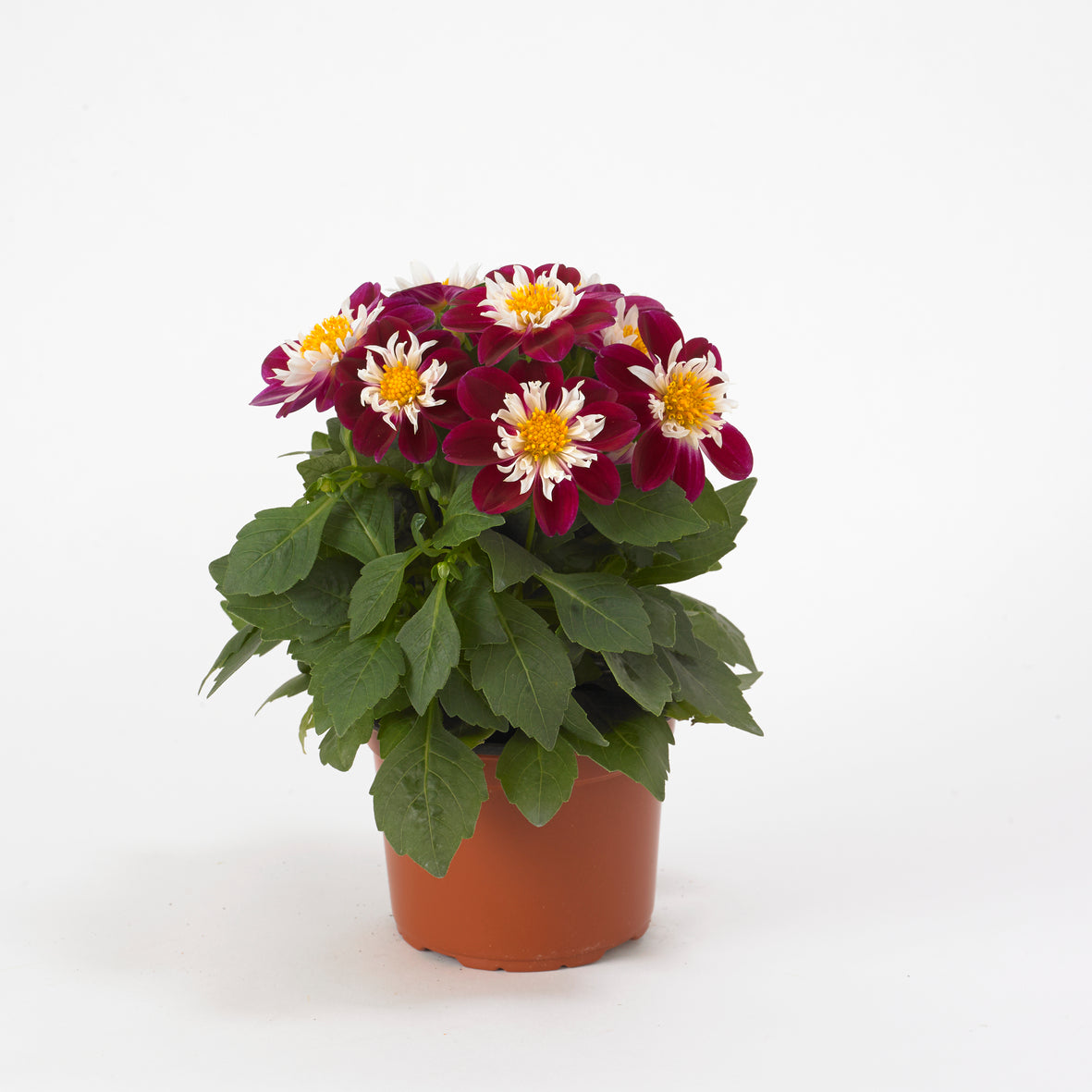 Dahlia (patiodahlia)