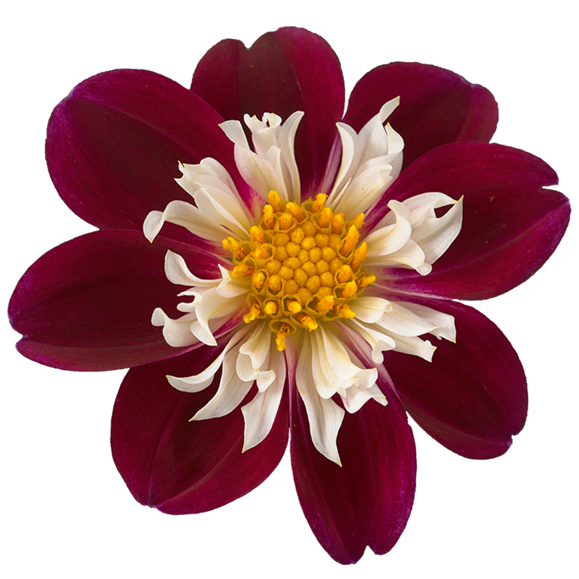 Dahlia (patiodahlia)