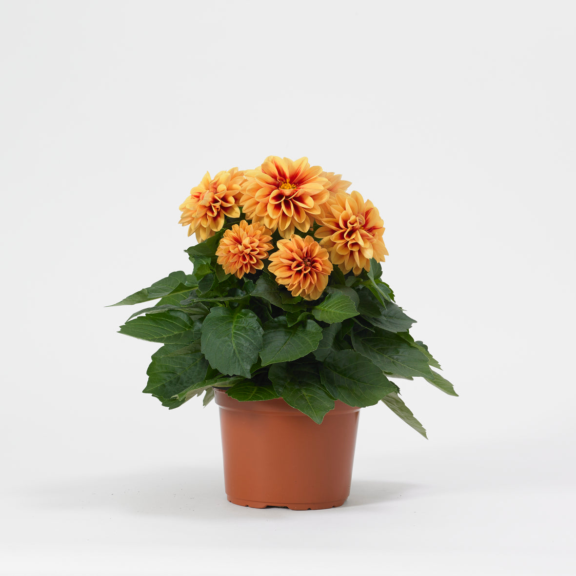 Dahlia (patiodahlia)