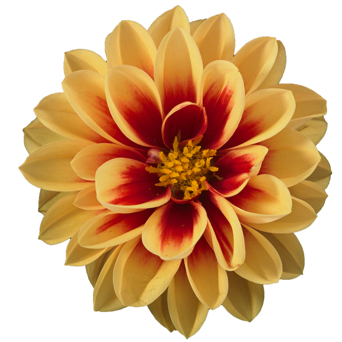 Dahlia (patiodahlia)