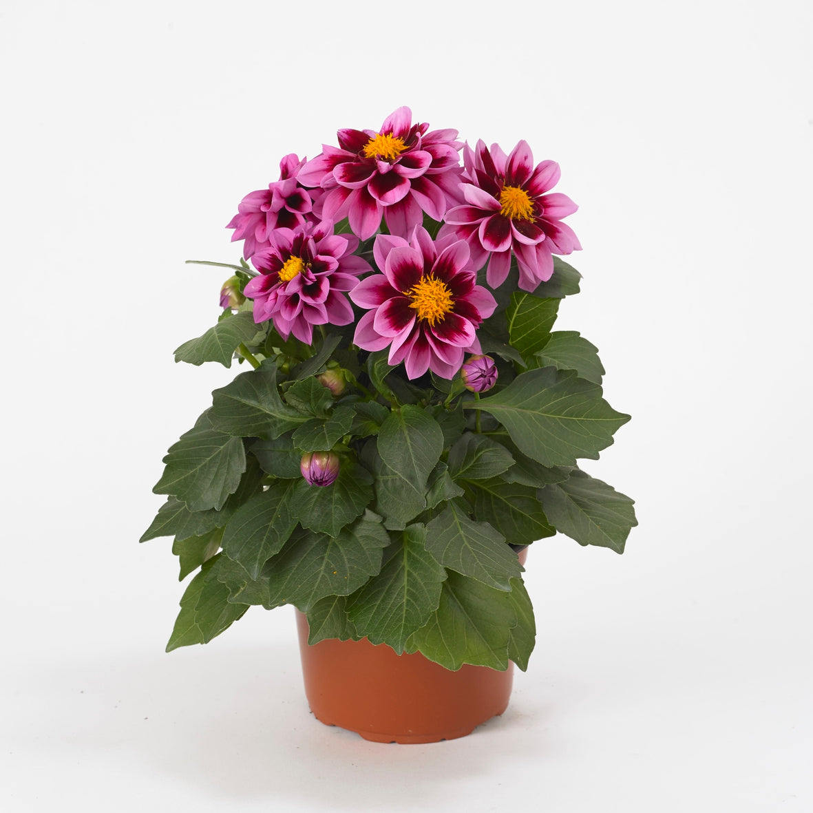 Dahlia (patiodahlia)
