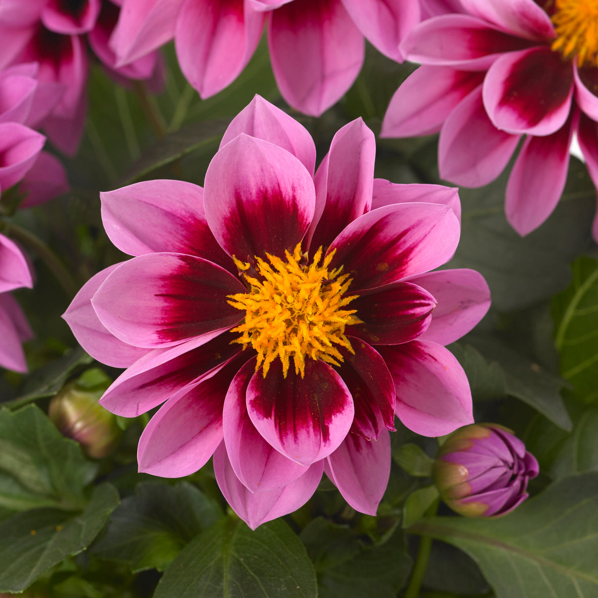 Dahlia (patiodahlia)