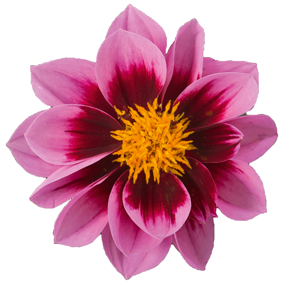 Dahlia (patiodahlia)