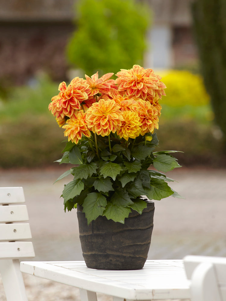 Dahlia (patiodahlia)
