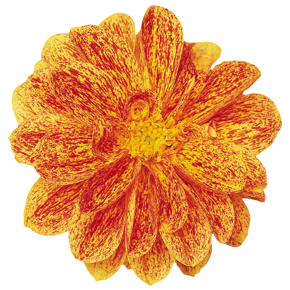 Dahlia (patiodahlia)