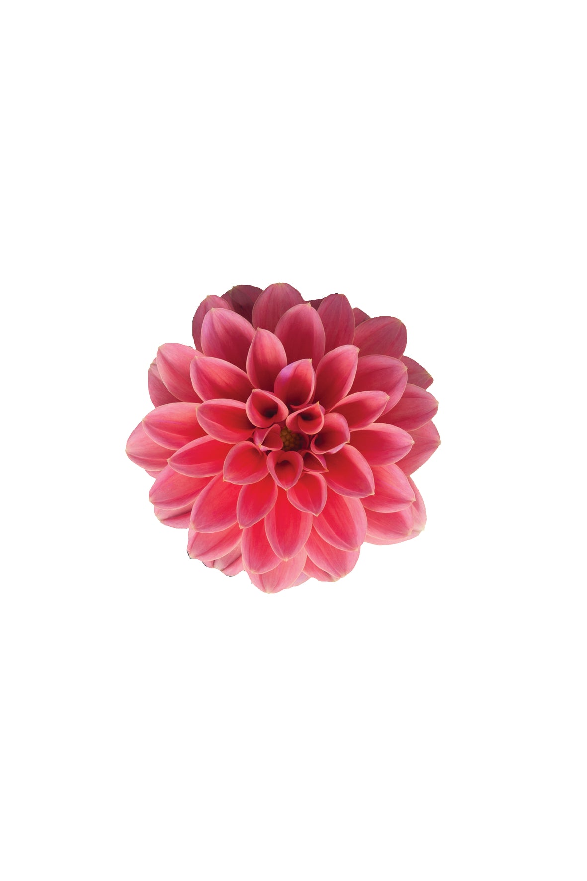 Dahlia (patiodahlia)