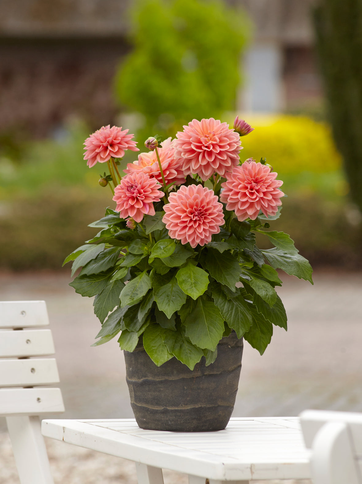 Dahlia (patiodahlia)