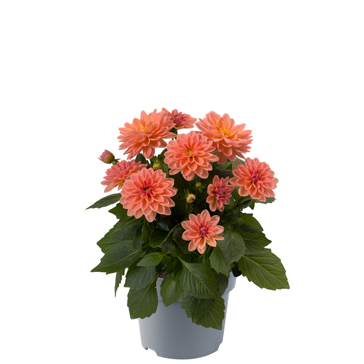 Dahlia (patiodahlia)