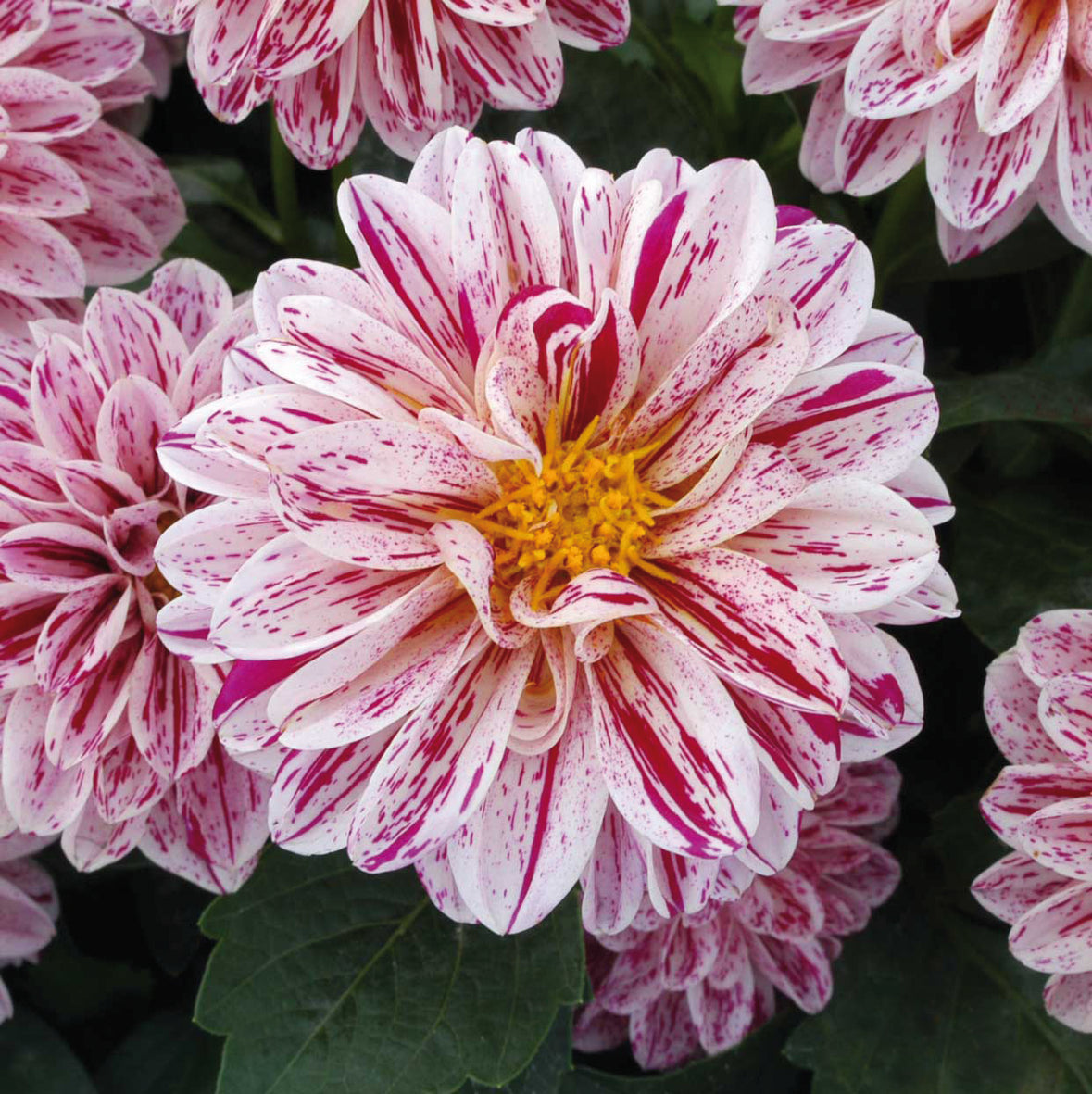 Dahlia (patiodahlia)