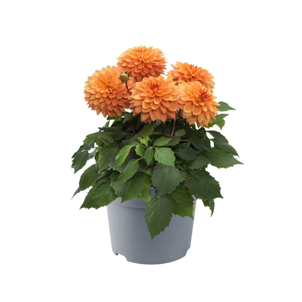 Dahlia groot