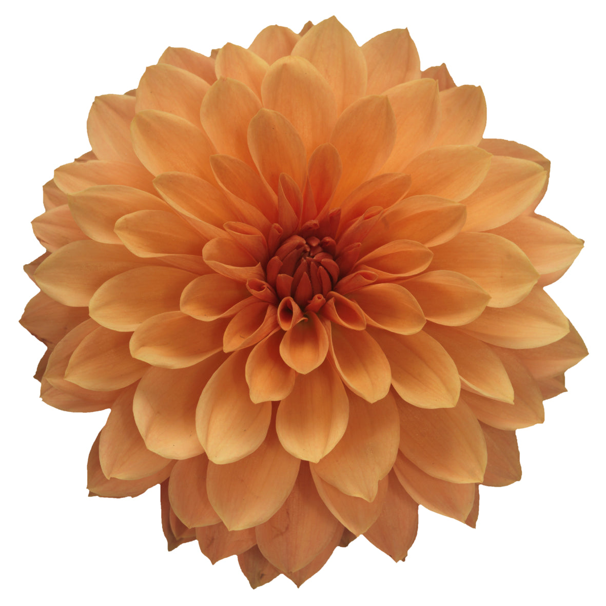 Dahlia groot