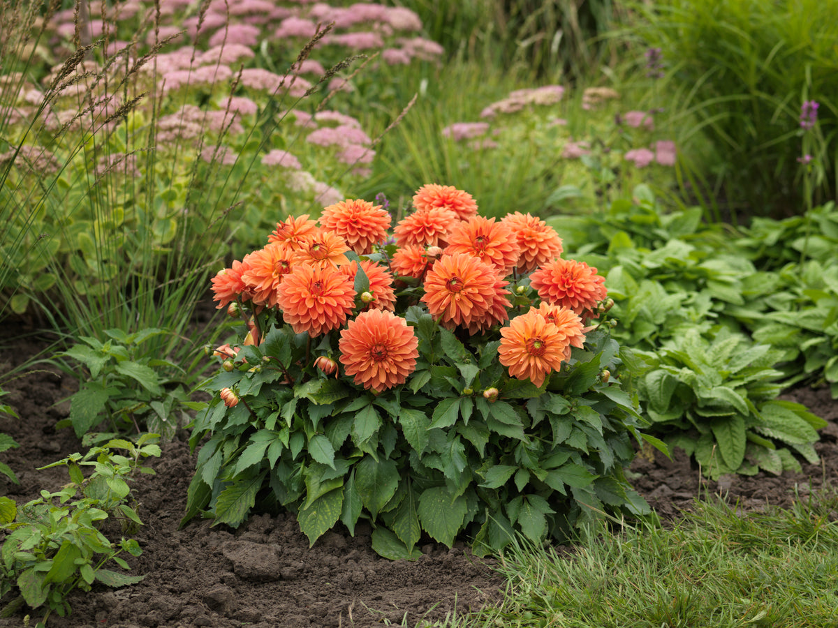 Dahlia groot
