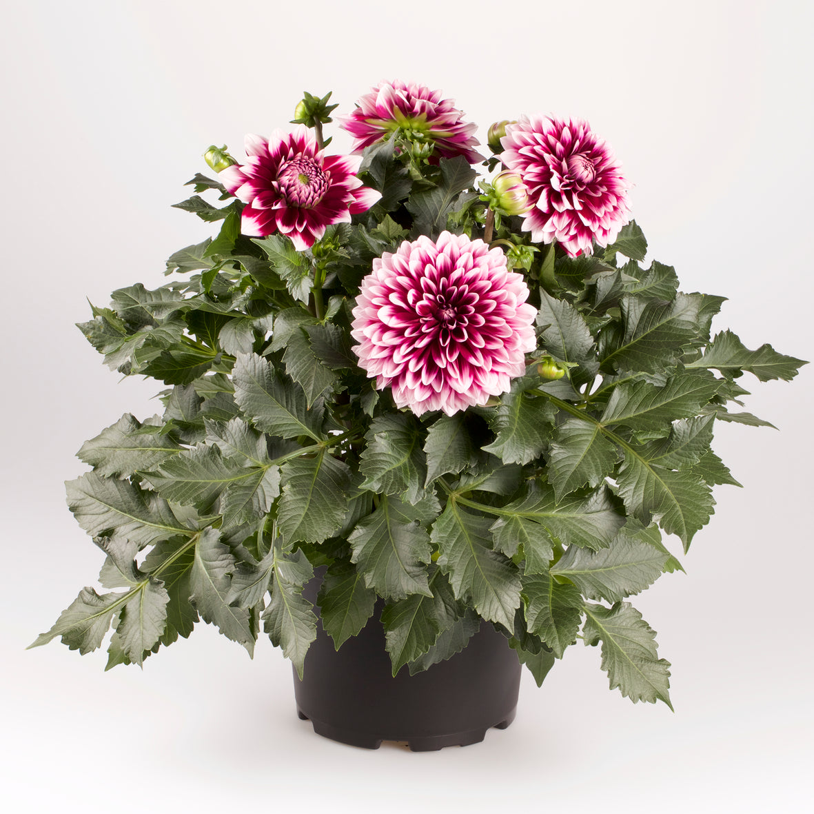 Dahlia groot