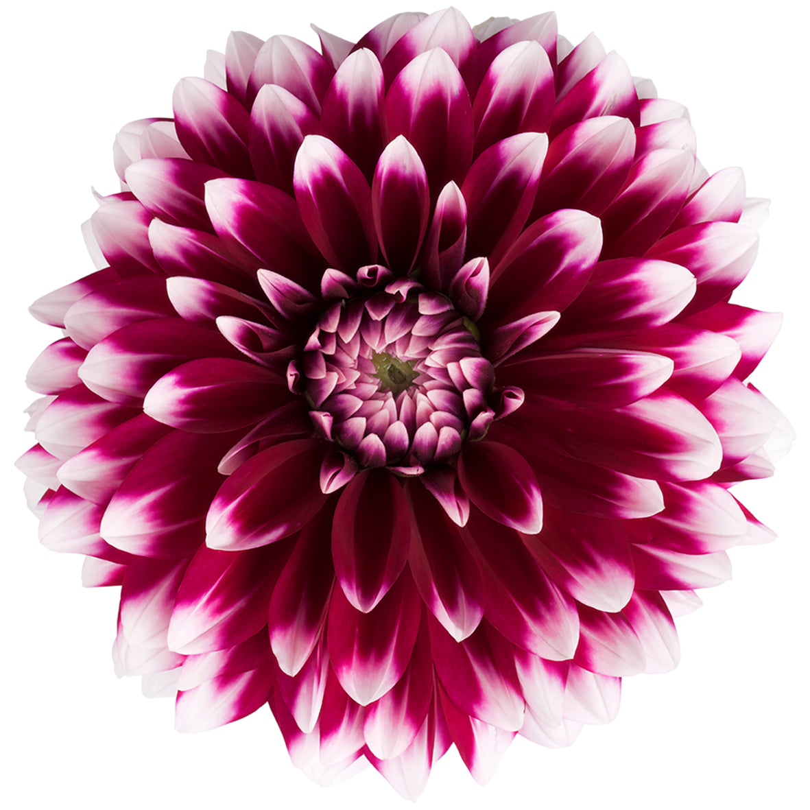 Dahlia groot
