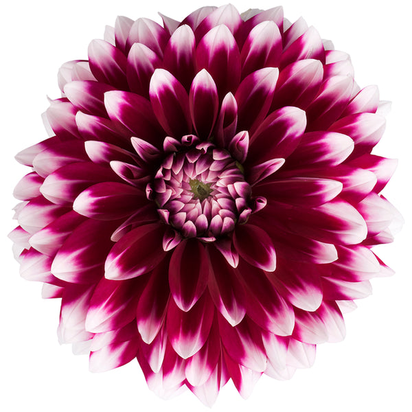 Dahlia groot