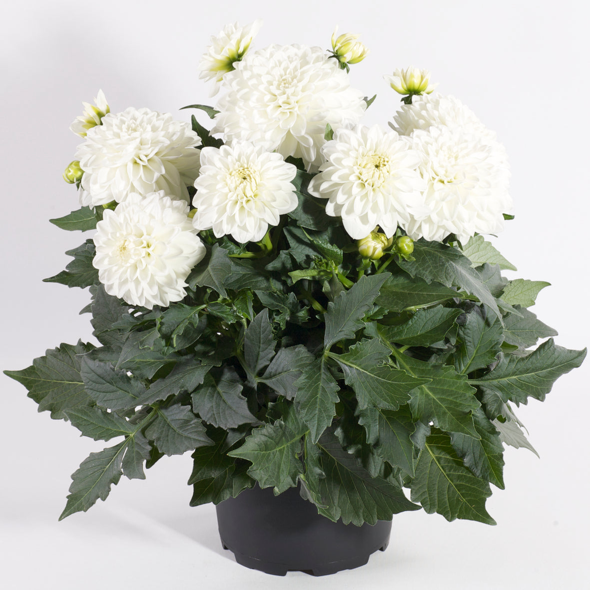 Dahlia groot