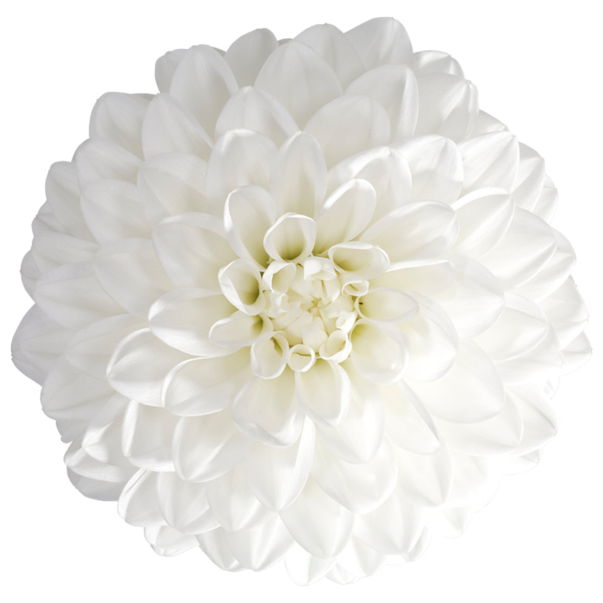 Dahlia groot