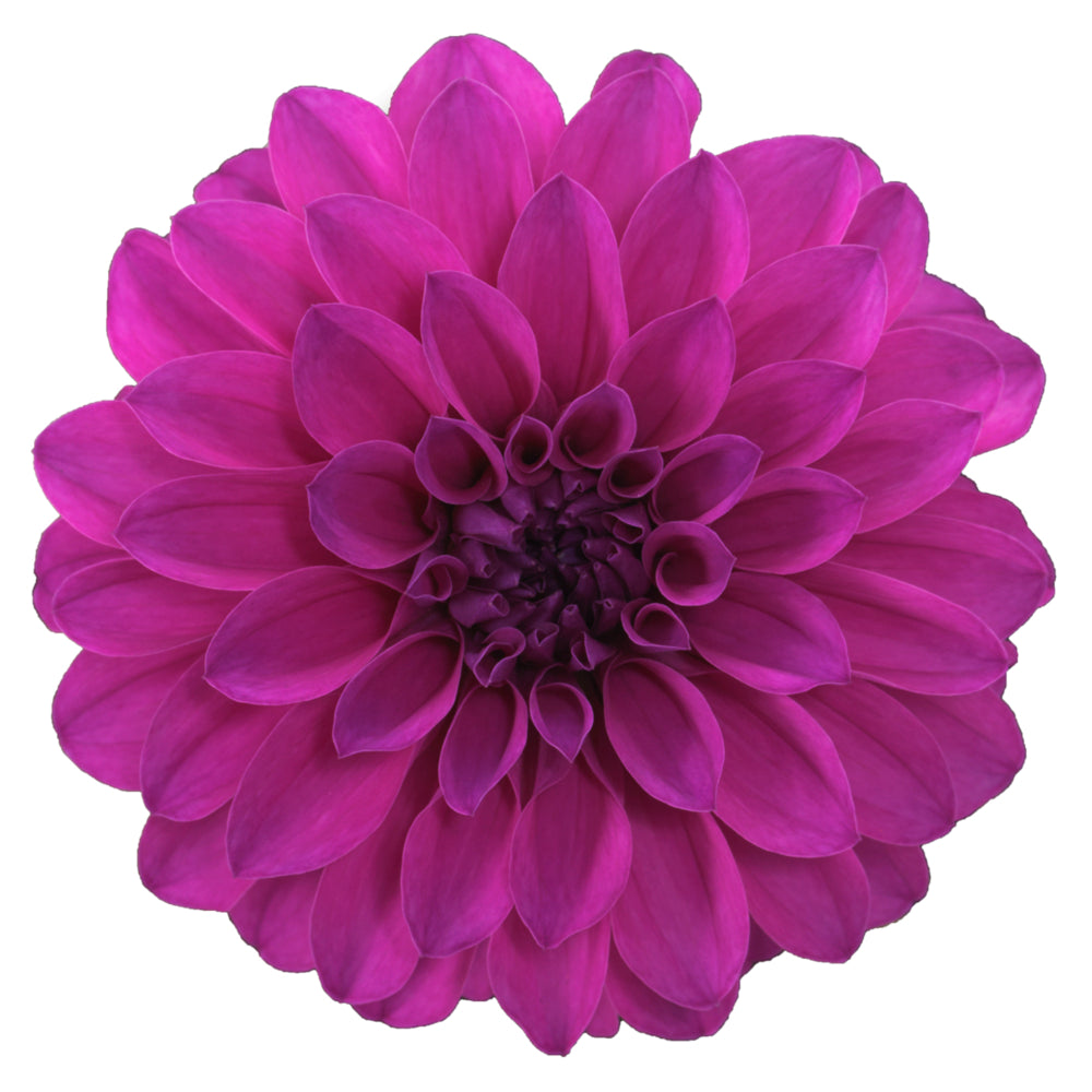 Dahlia groot