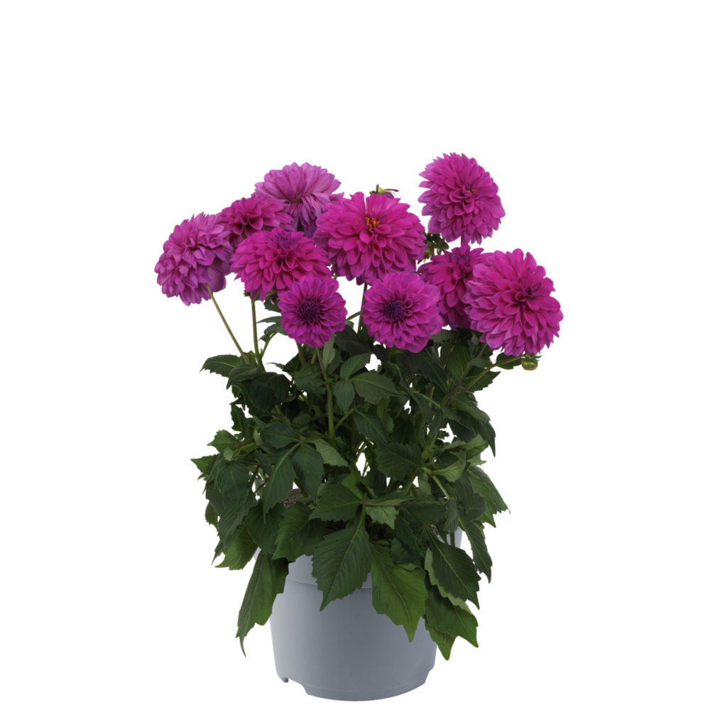 Dahlia groot