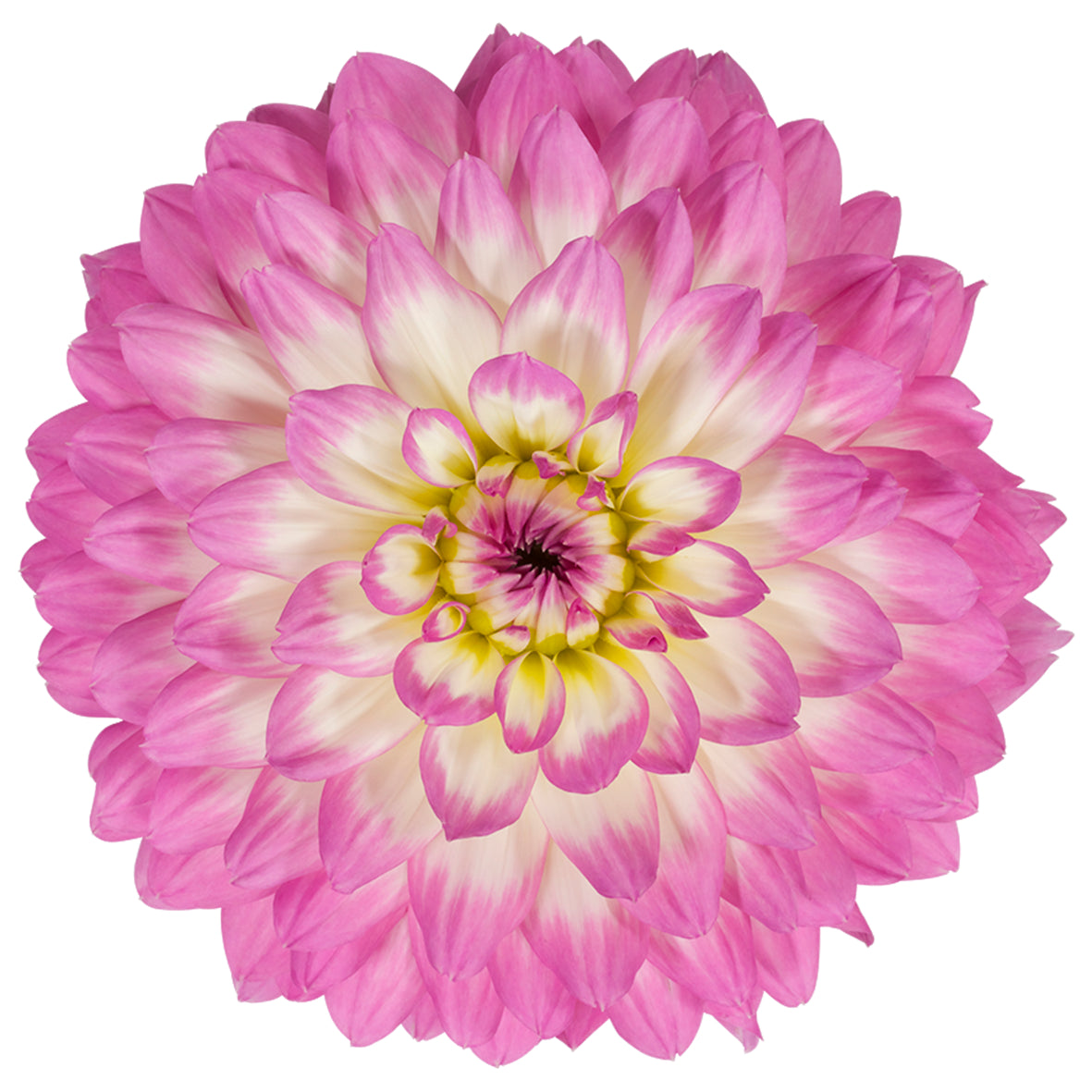 Dahlia groot