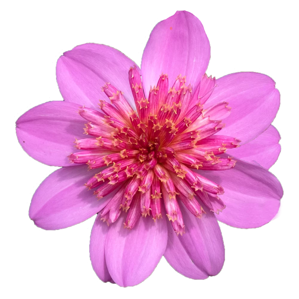 Dahlia groot