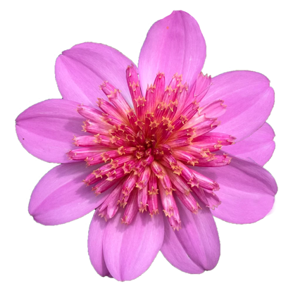 Dahlia Groot