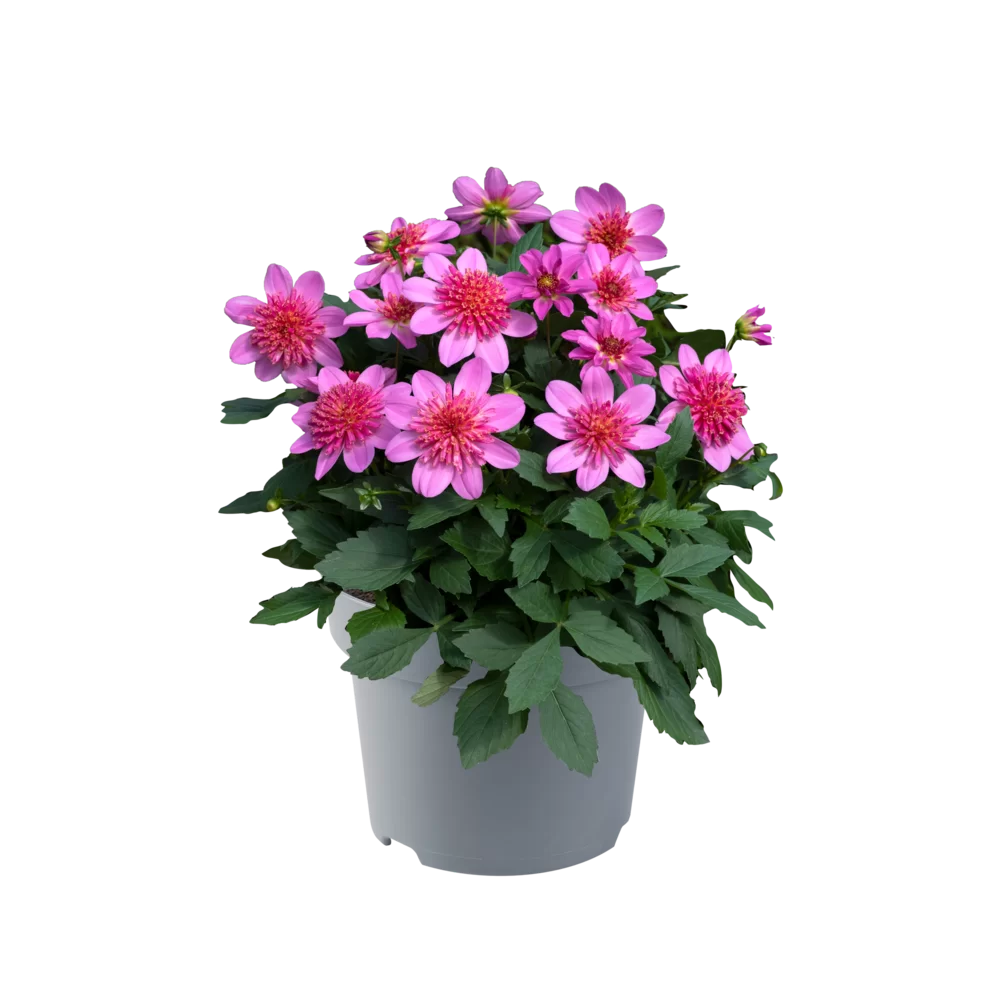 Dahlia groot