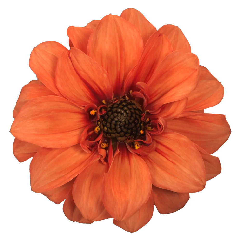 Dahlia groot
