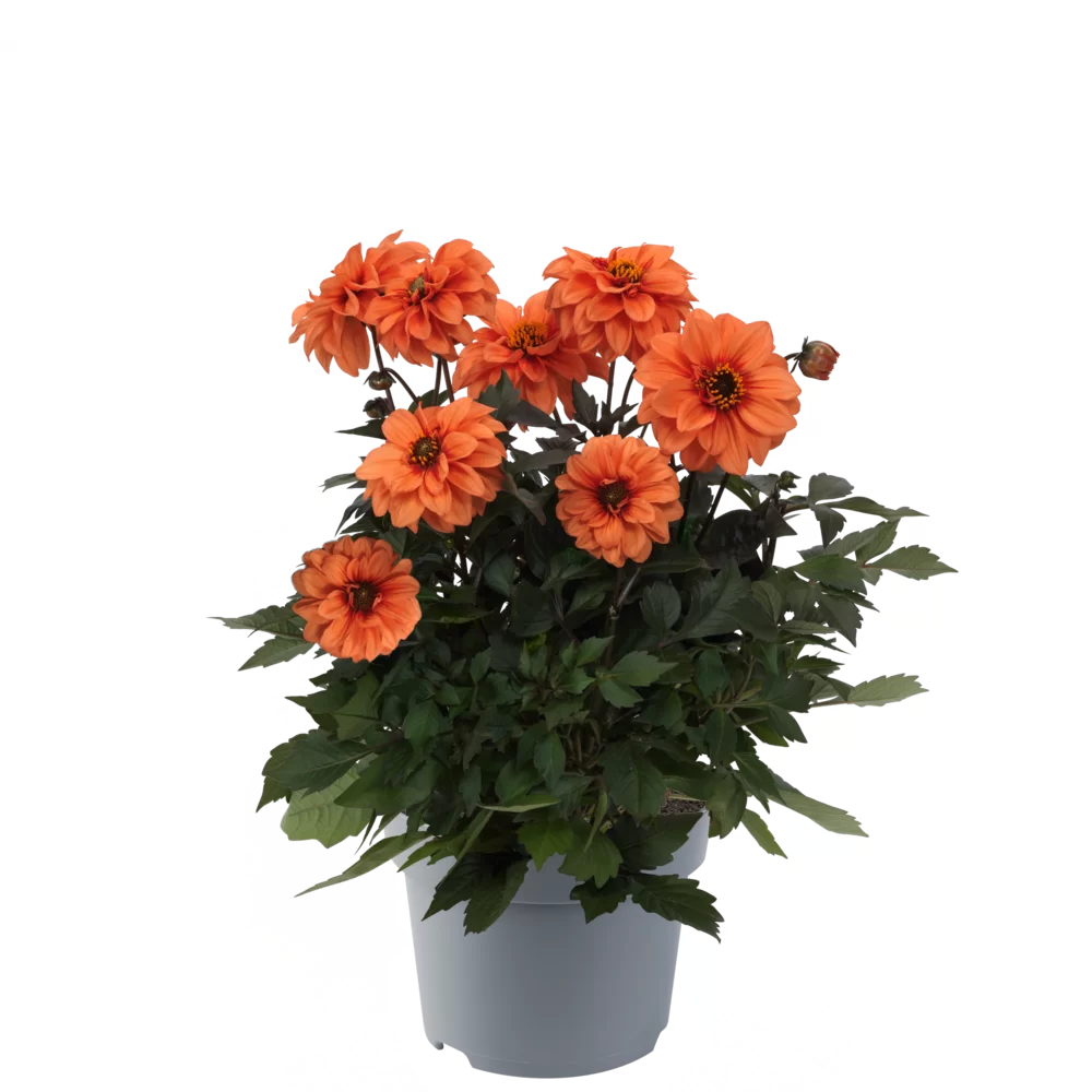 Dahlia groot