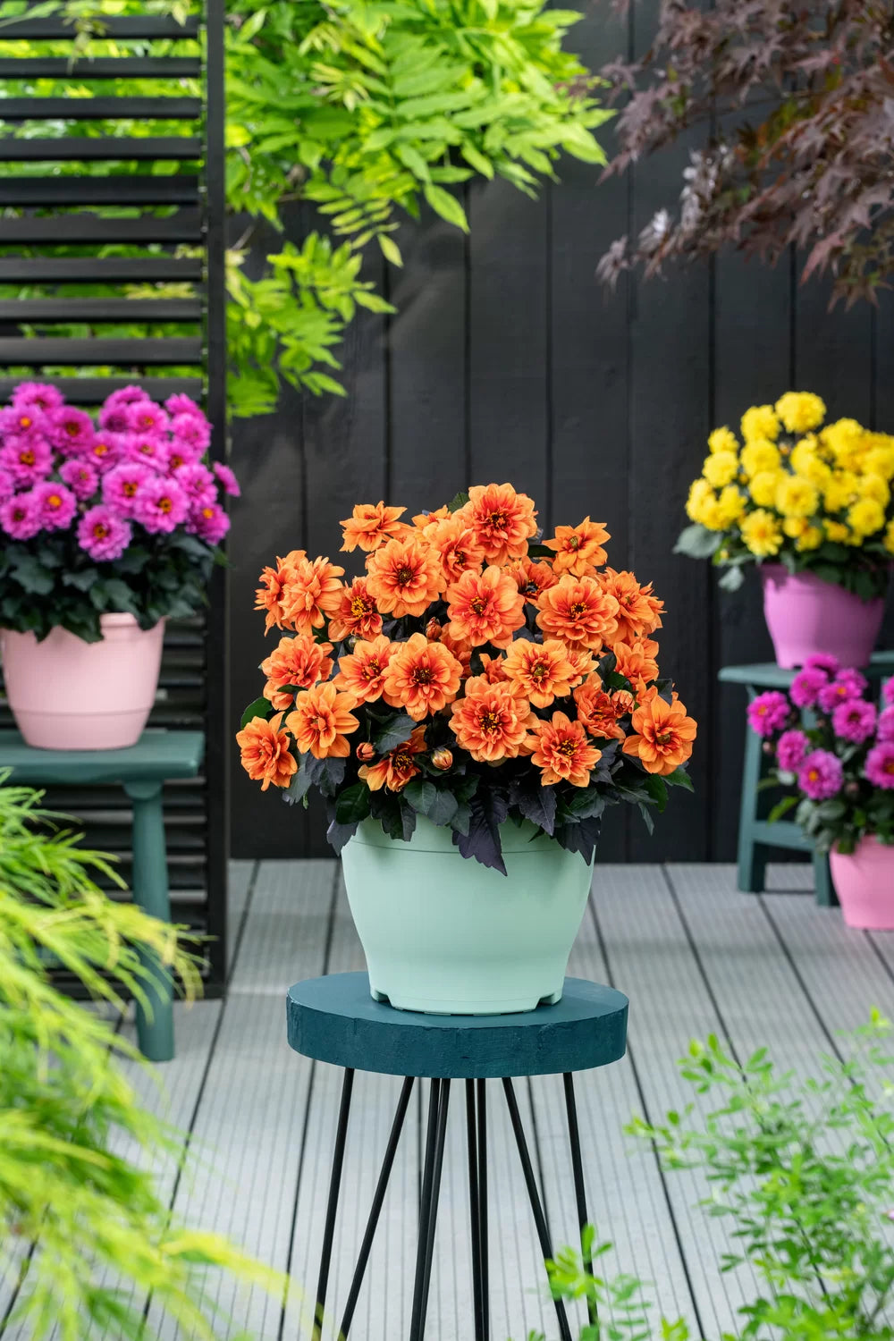 Dahlia groot