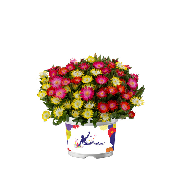 Delosperma (middagbloem) 'Mix Master'