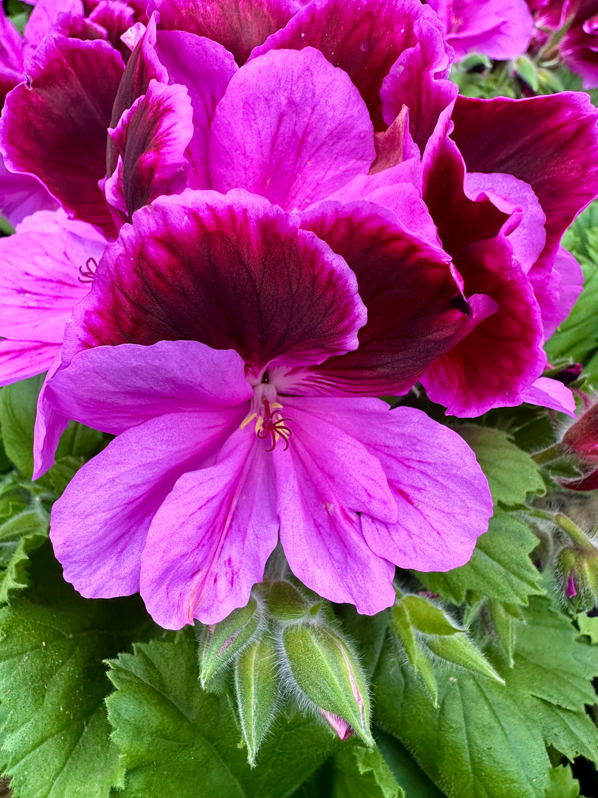 Geranium grandiflorum struik (Franse geranium)