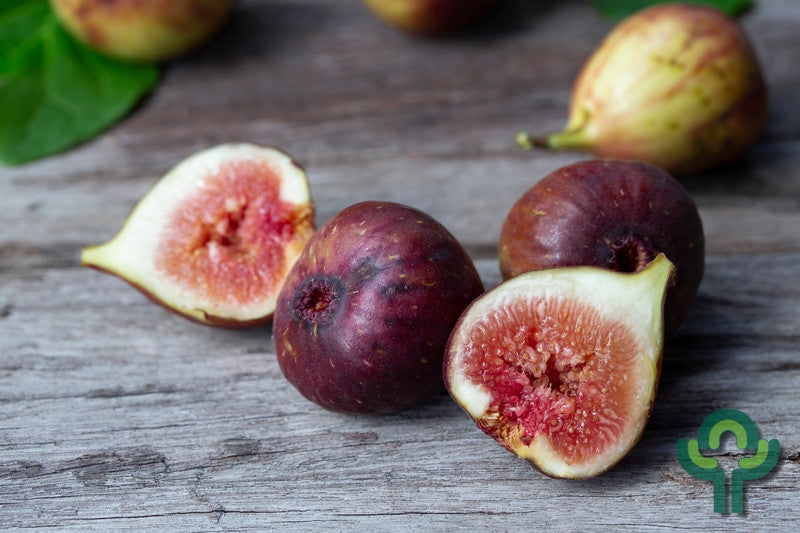 Vijg (Ficus carica) 'Brown Turkey'