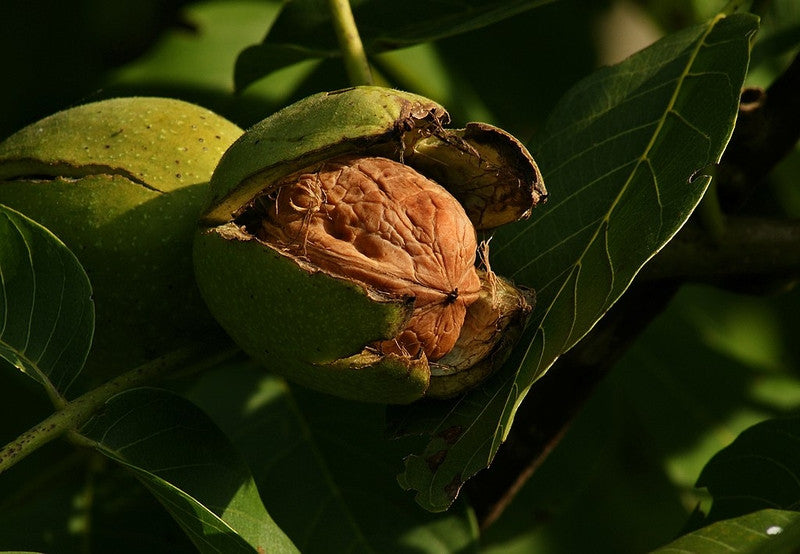 Walnoot (Juglans regia)