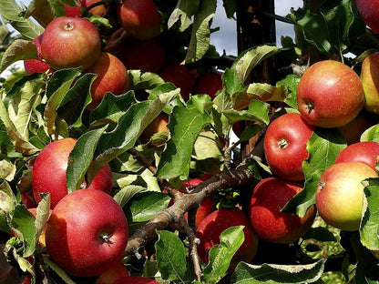 Appel (Malus domestica) 'Jonagold'