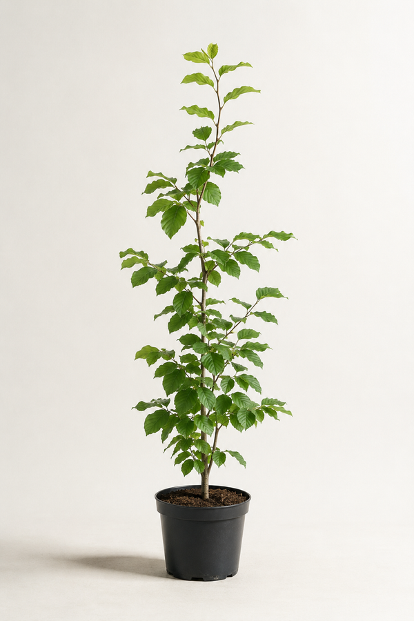 Fagus sylvatica