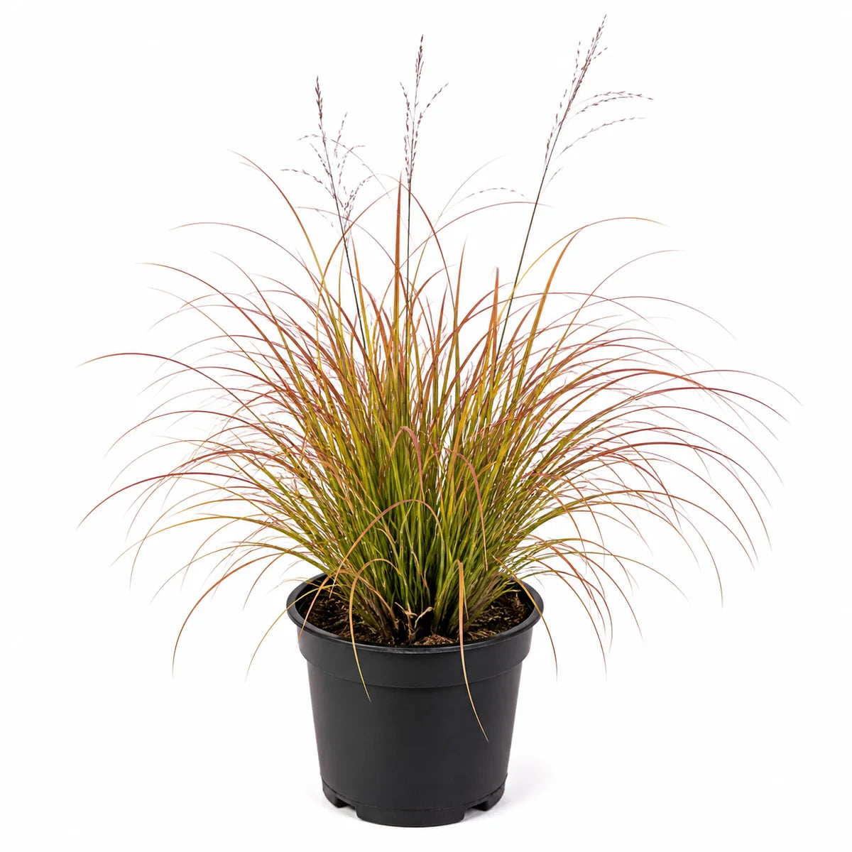 Fazantstaartgras (Anemanthele lessoniana) 'Sirocco'