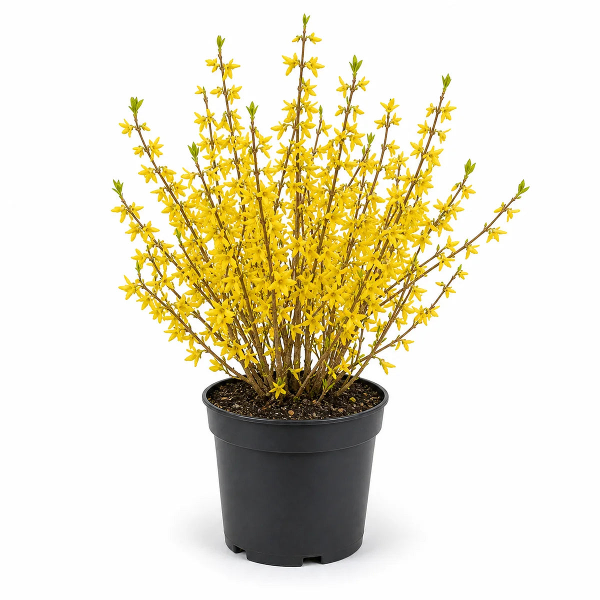 Forsythia intermedia Week-End ®