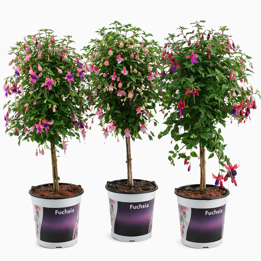 Fuchsia op stam