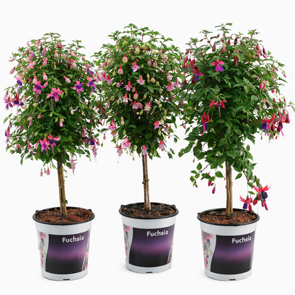 Fuchsia op stam