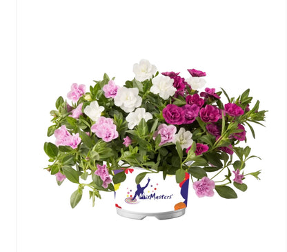 Calibrachoa Doppelblütig