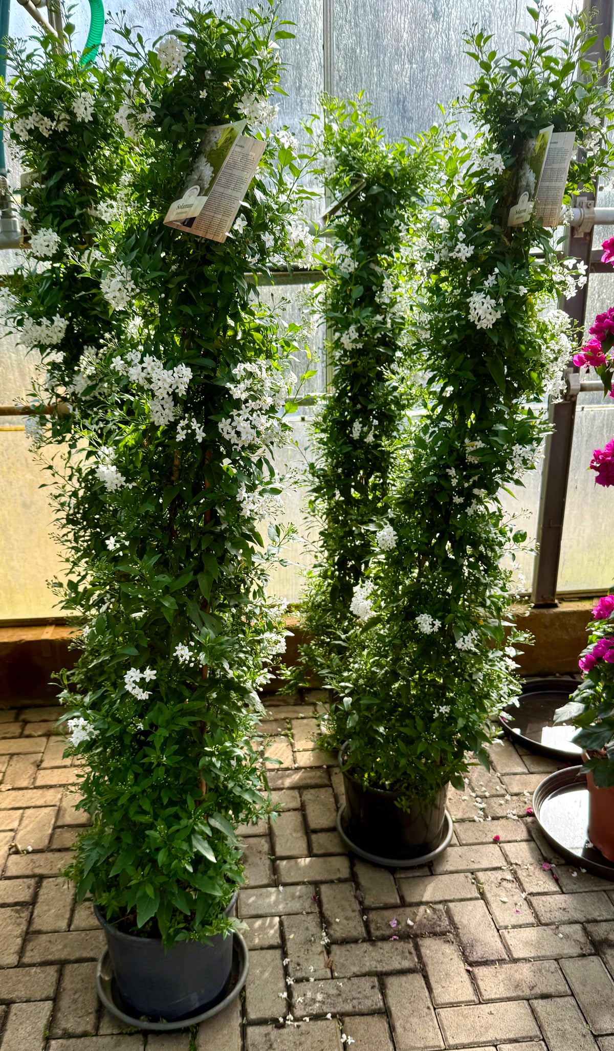 Solanum jasminoides XXL 170-180 cm