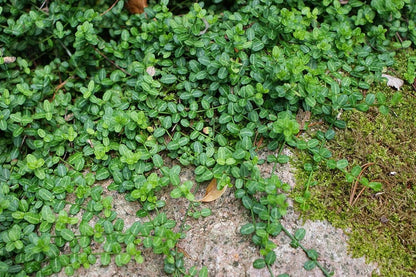 Euonymus fortunei 'Minimus'